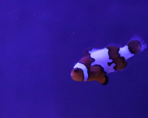 Amphiprion percula - Percula Clownfish