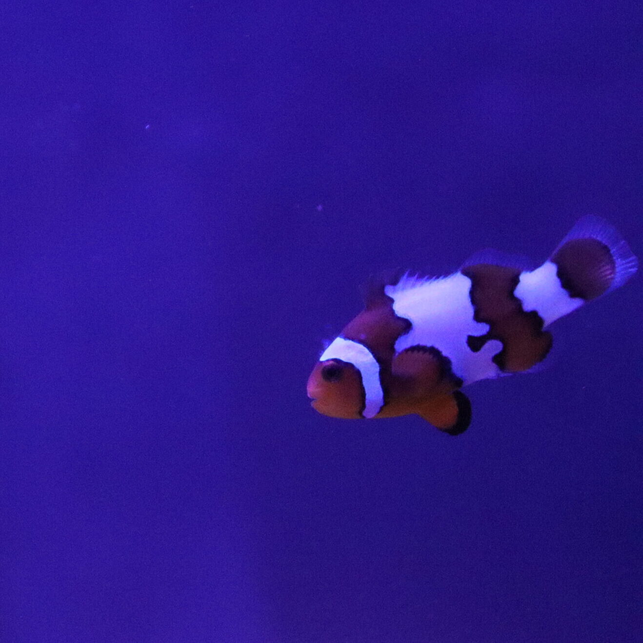 Amphiprion percula - Percula Clownfish