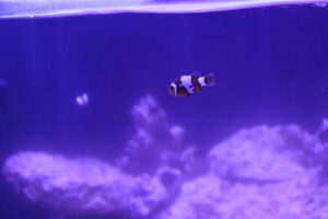 0IMG_0155 Amphiprion percula - Percula Clownfish