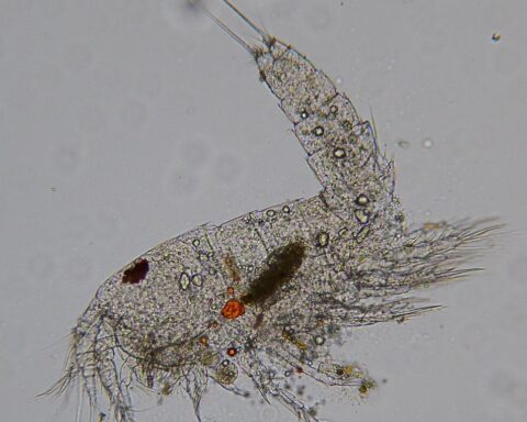 Copepods - Aquariumshop.gr