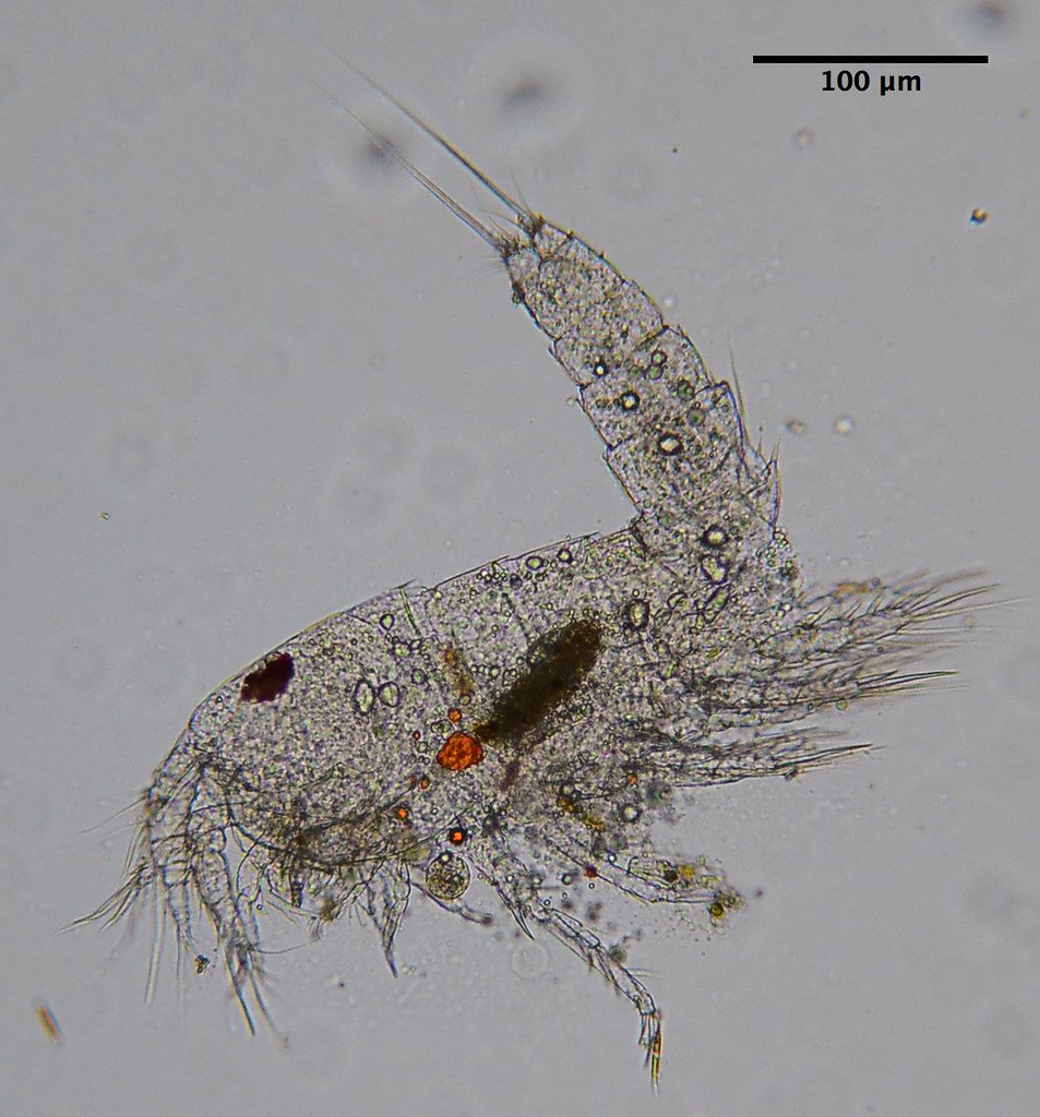 Copepods - Aquariumshop.gr