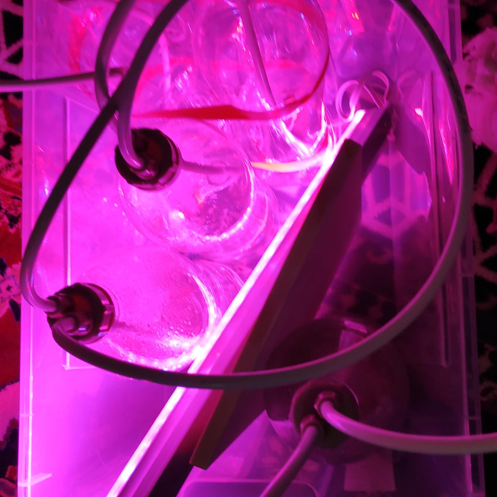 phytoplankton grotech