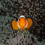 Amphiprion percula - Percula Clownfish