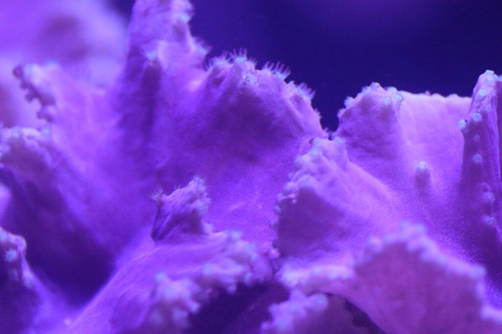 Sinularia Dura - Cabbage leather coral