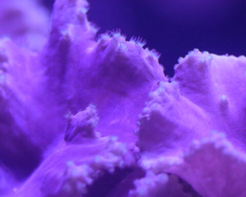 Sinularia Dura - Cabbage leather coral