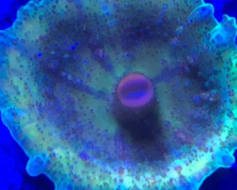 Discosoma Neglecta - Umbrella Mushroom