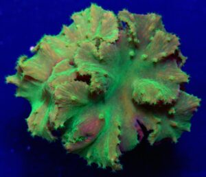 Neon_Cabbage Sinularia Dura - Cabbage leather coral brassica