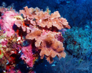 039 - Smoothed out Brassy Leather Coral Sinularia Dura - Cabbage leather coral