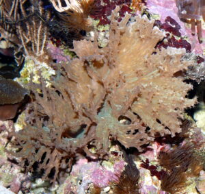Sinularia Dura - Cabbage leather coral