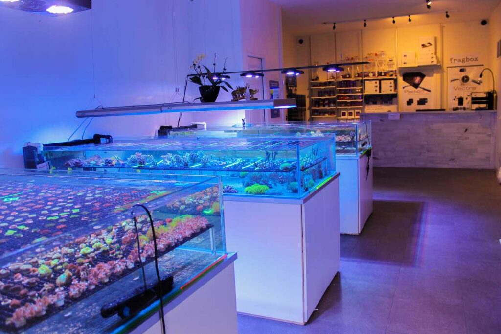 ideal lfs