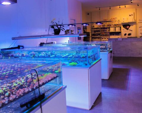 ideal lfs