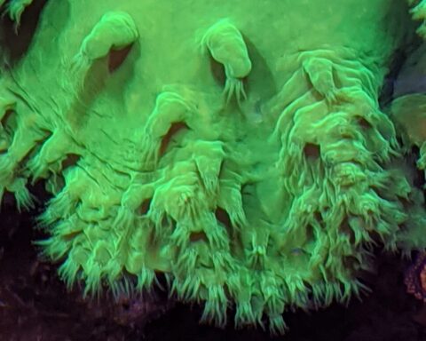 Sinularia Dura - Cabbage leather coral brassica