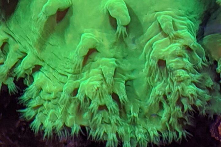 Sinularia Dura - Cabbage leather coral brassica