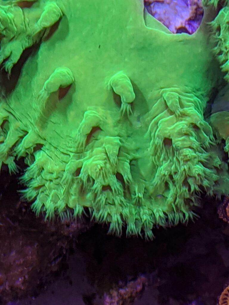 Sinularia Dura - Cabbage leather coral brassica