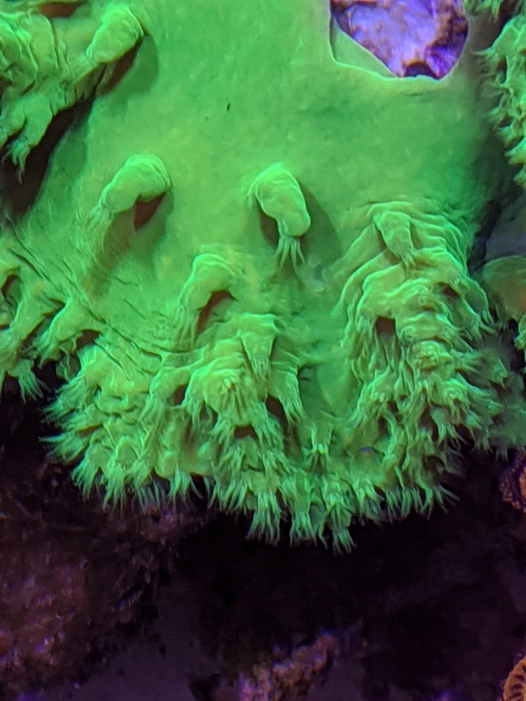 Sinularia Dura - Cabbage leather coral brassica