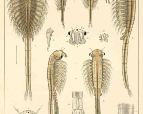 artemia sera
