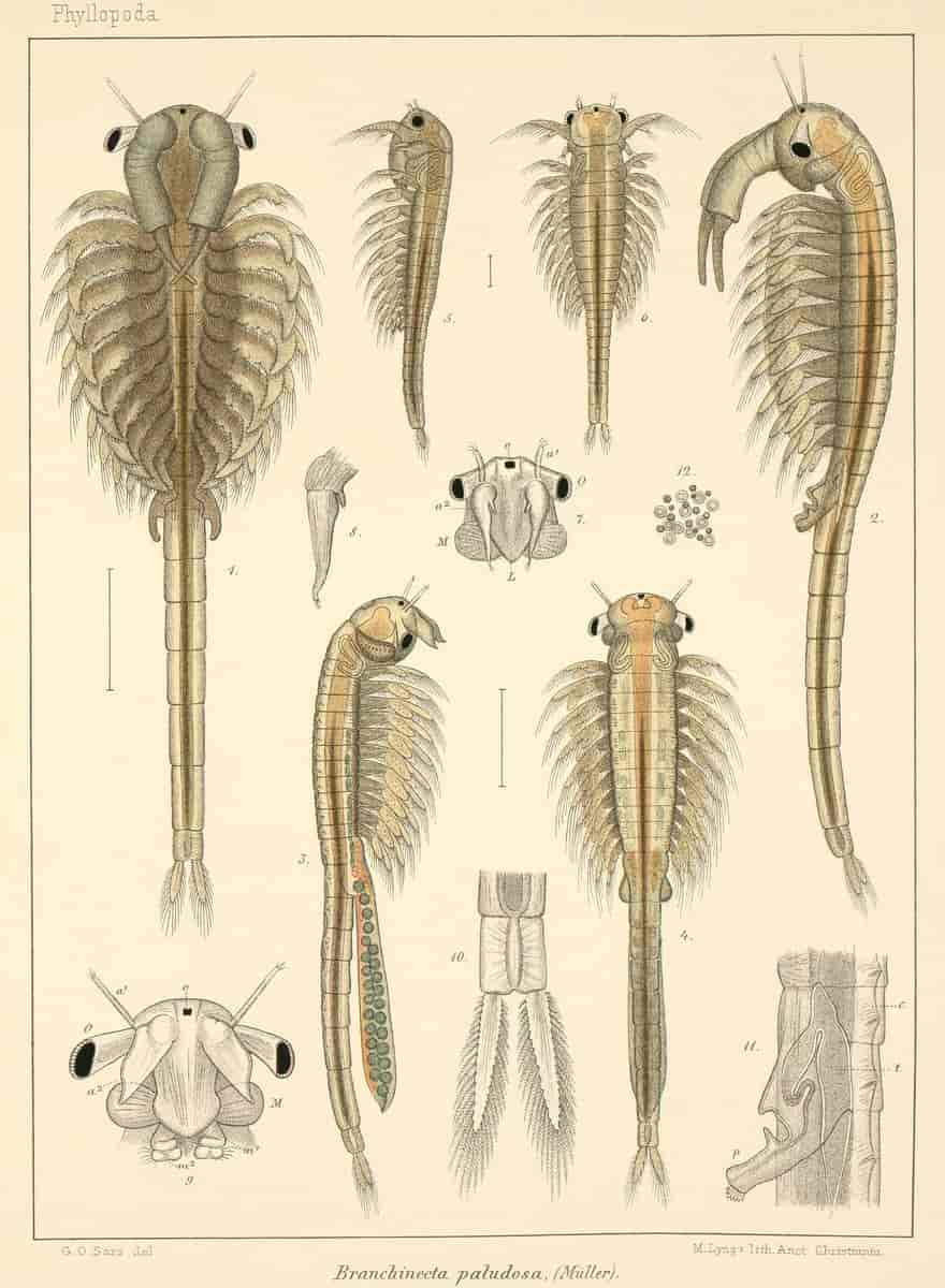 artemia sera