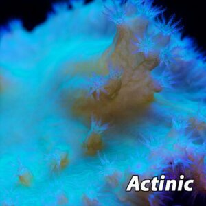 za_21_5 Sinularia Dura - Cabbage leather coral brassica