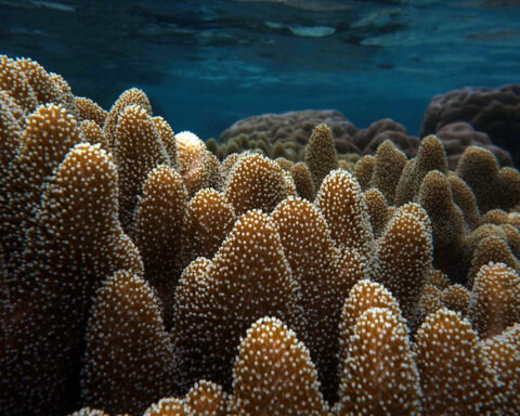 Finger leather coral – Lobophytum – 1st best blue love