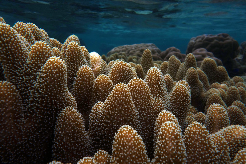 Finger leather coral – Lobophytum – 1st best blue love