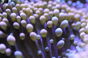 Florida Mushroom - Ricordea Florida