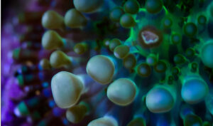 6125104363_10828ecee7_b Pacific Yuma Mushroom - Ricordea Yuma