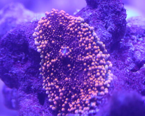 Pacific Yuma Mushroom - Ricordea Yuma