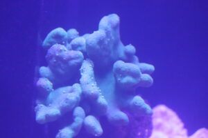 IMG_0336 Finger leather coral – Lobophytum – 1st best blue love