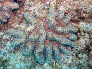 OLYMPUS DIGITAL CAMERA Finger leather coral – Lobophytum – 1st best blue love