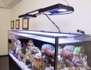 Tilt my reef lights – Yes or NO (2POVs) Tilt my reef lights –NO