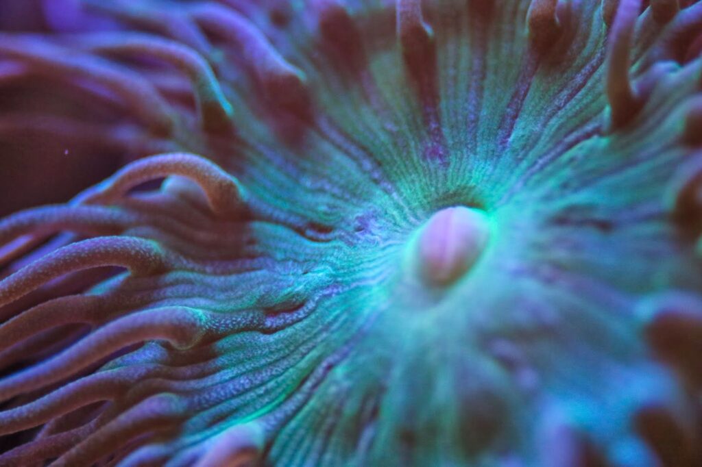 Macro Coral Videography - The start of my journey