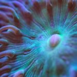 Macro Coral Videography - The start of my journey