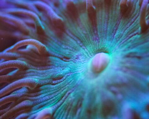 Macro Coral Videography - The start of my journey
