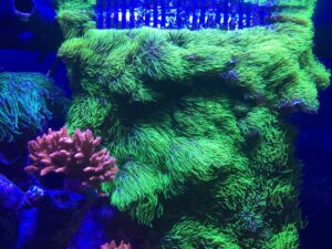 image Tilt my reef lights – Yes or NO (2POVs)