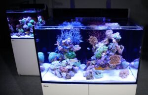maxe Tilt my reef lights – Yes or NO (2POVs)