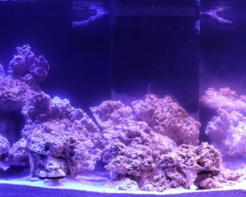 waterbox or red sea