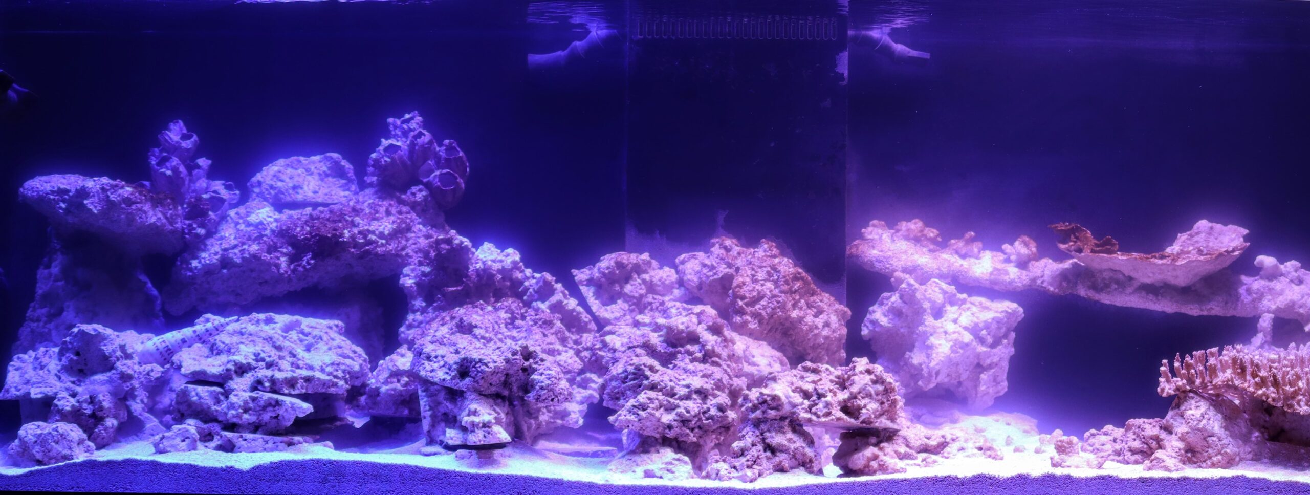 waterbox or red sea