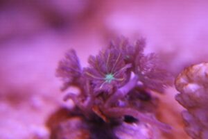 259096042_10159557950932118_430946396343959350_n clove polyp clavularia sp