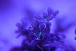 clove polyp clavularia sp