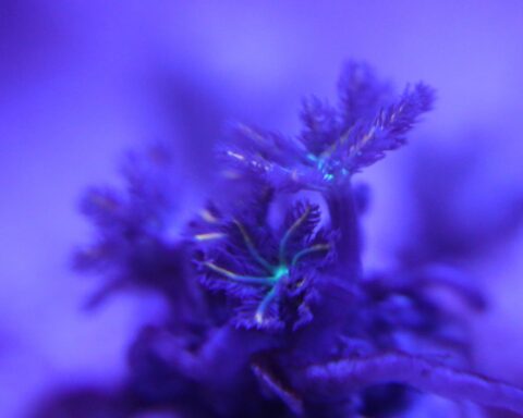 clove polyp clavularia sp