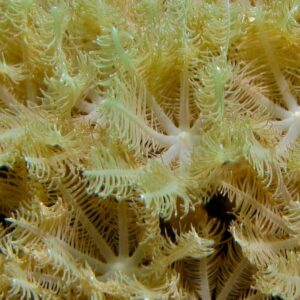 IMG_0875 Clavularia Sp. – Clove polyp – Pipe/Palm coral