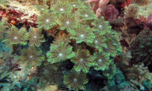 IMG_6456 clove polyp clavularia sp