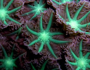 Soft_coral_Nick_Hobgood clove polyp clavularia sp
