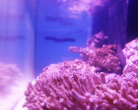 How to Aquascape a Reef Tank | A planner's dream!