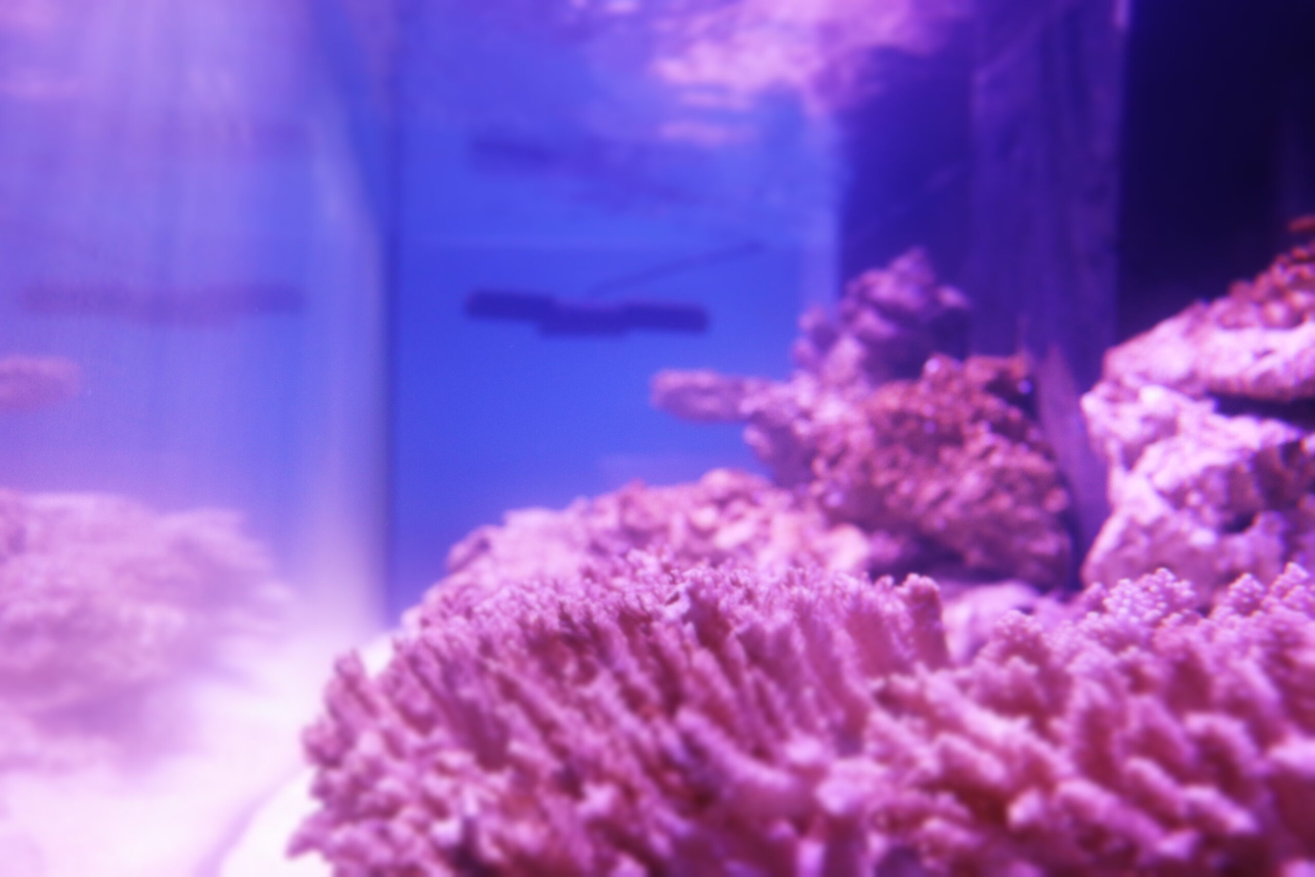 How to Aquascape a Reef Tank | A planner's dream!