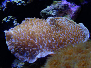 Mushroom_Coral_Morning Hairy Mushroom | Rhodactis indosinensis