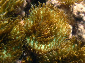Rhodactis_indosinensis_à_confirmer