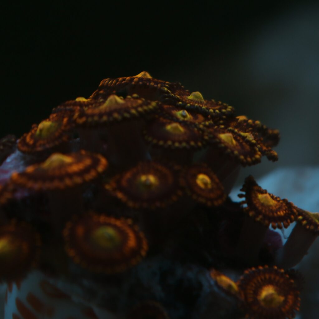 Growing Zoas