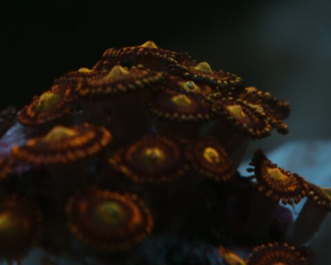 Growing Zoas