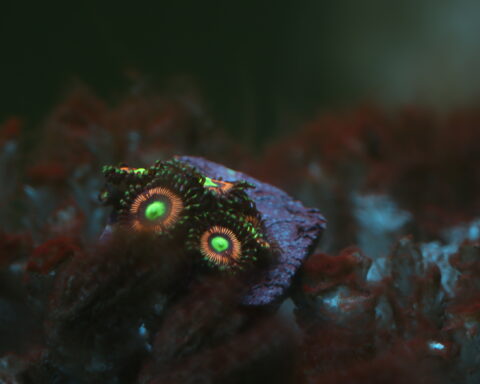 Growing Zoas Lord of the Rings Zoanthus - Caring and referencing